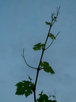 Linda Deutsch I photographer