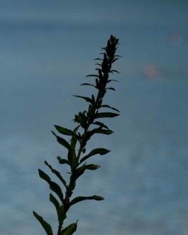 Linda Deutsch I photographer