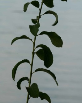 Linda Deutsch I photographer