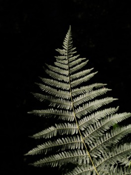 Linda Deutsch I photographer