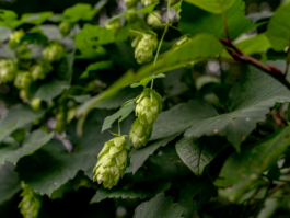 Linda Deutsch I photographer